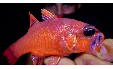 ROCKFISHING NOCTURNO