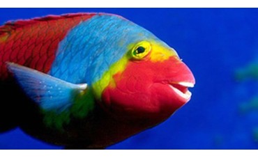 PESCA DE LA VIEJA